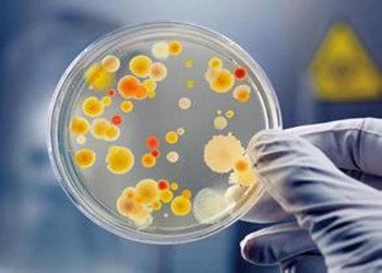 微生物检测试验